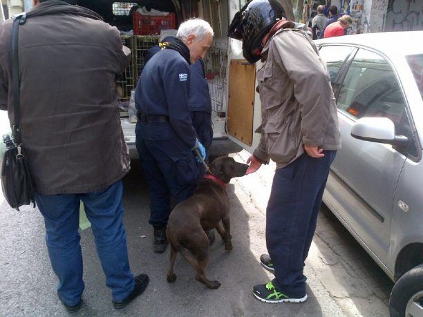 Δήμος Αθηναίων: Επανατοποθέτησε τον μη επιθετικό σκύλο